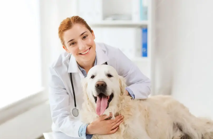 design interior clinica veterinara